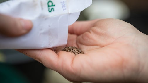 Gardener planting seeds for the traditional Christmas garland in the greenhouse at Cotehele, Cornwall